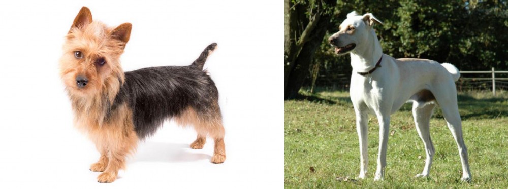 Cretan Hound vs Australian Terrier - Breed Comparison