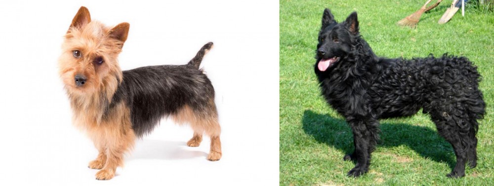 Croatian Sheepdog vs Australian Terrier - Breed Comparison