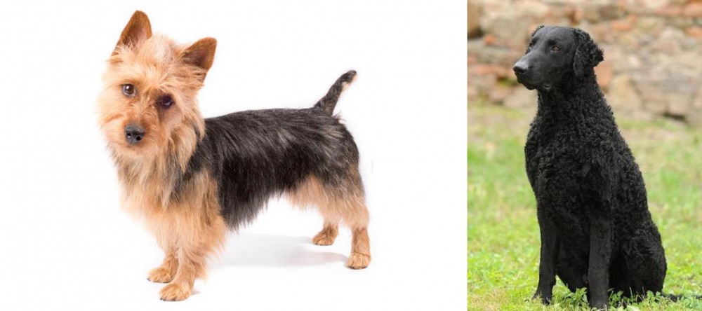 Curly Coated Retriever vs Australian Terrier - Breed Comparison