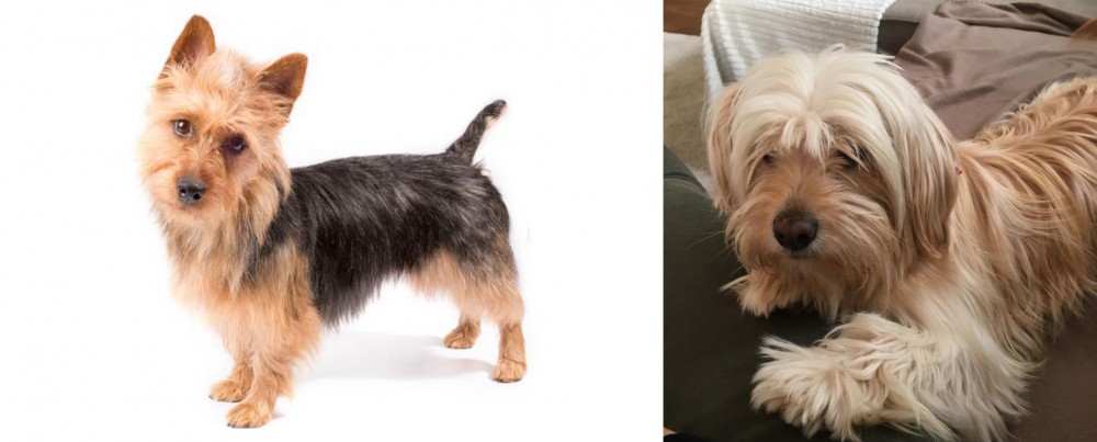 Cyprus Poodle vs Australian Terrier - Breed Comparison