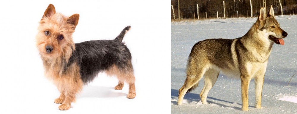 Czechoslovakian Wolfdog vs Australian Terrier - Breed Comparison