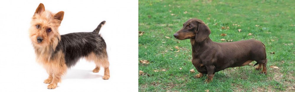 Dachshund vs Australian Terrier - Breed Comparison