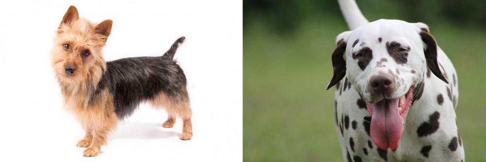 Dalmatian vs Australian Terrier - Breed Comparison