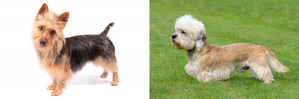 Dandie Dinmont Terrier vs Australian Terrier - Breed Comparison