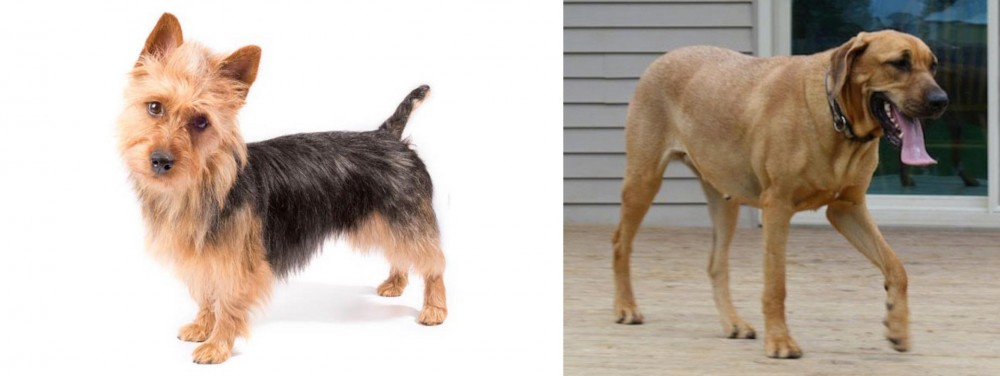 Danish Broholmer vs Australian Terrier - Breed Comparison