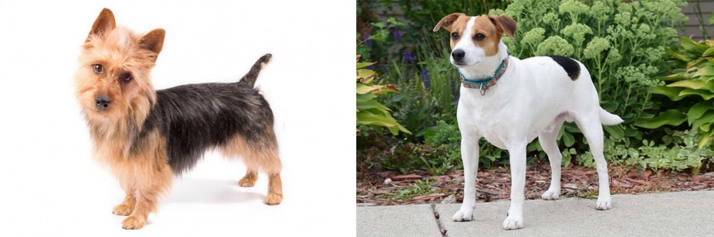 Danish Swedish Farmdog vs Australian Terrier - Breed Comparison