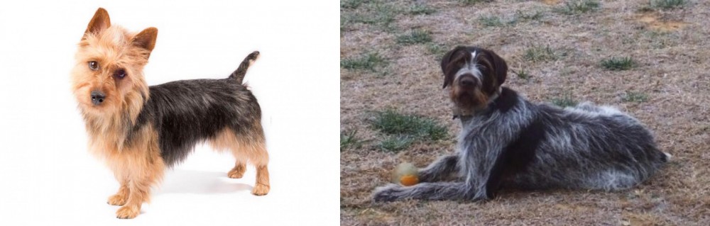 Deutsch Drahthaar vs Australian Terrier - Breed Comparison