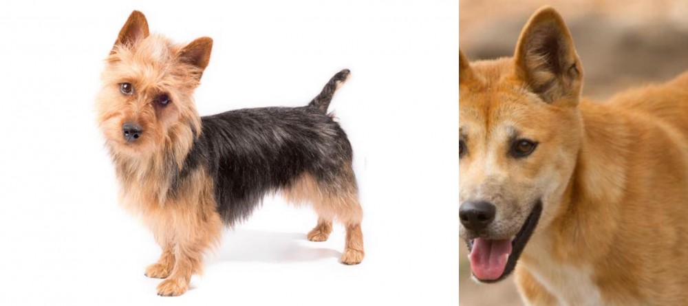 Dingo vs Australian Terrier - Breed Comparison
