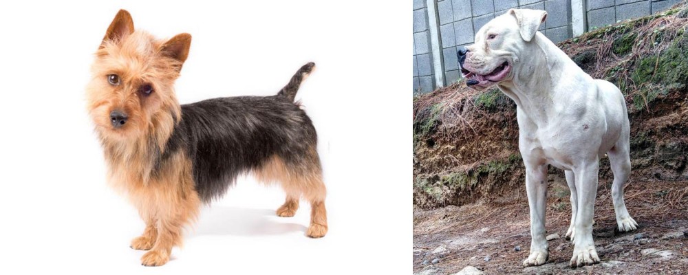 Dogo Guatemalteco vs Australian Terrier - Breed Comparison