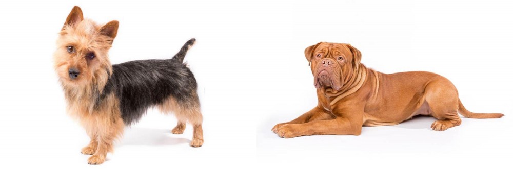 Dogue De Bordeaux vs Australian Terrier - Breed Comparison