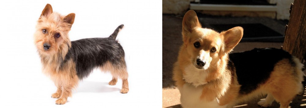 Dorgi vs Australian Terrier - Breed Comparison