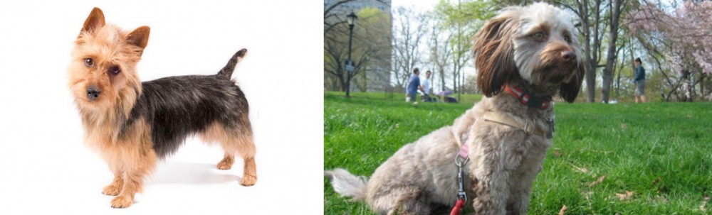 Doxiepoo vs Australian Terrier - Breed Comparison