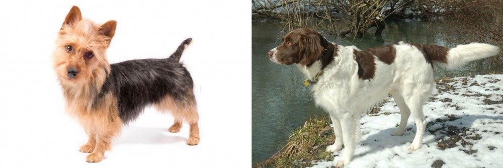 Drentse Patrijshond vs Australian Terrier - Breed Comparison