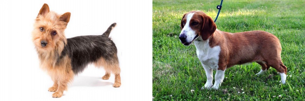 Drever vs Australian Terrier - Breed Comparison