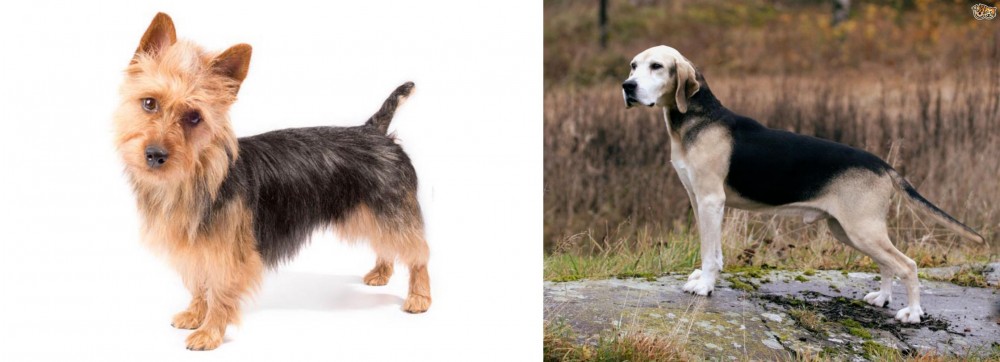 Dunker vs Australian Terrier - Breed Comparison