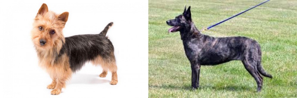 Dutch Shepherd vs Australian Terrier - Breed Comparison