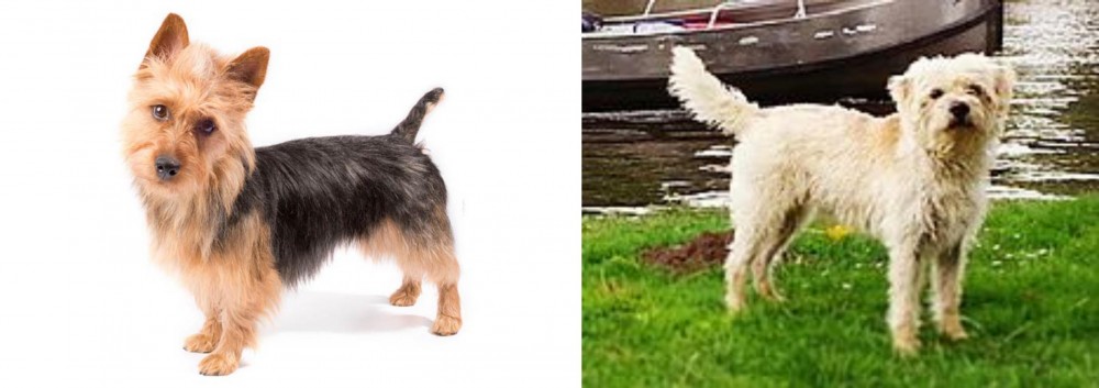 Dutch Smoushond vs Australian Terrier - Breed Comparison
