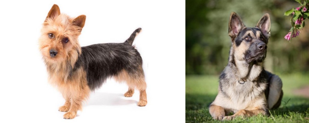 East European Shepherd vs Australian Terrier - Breed Comparison