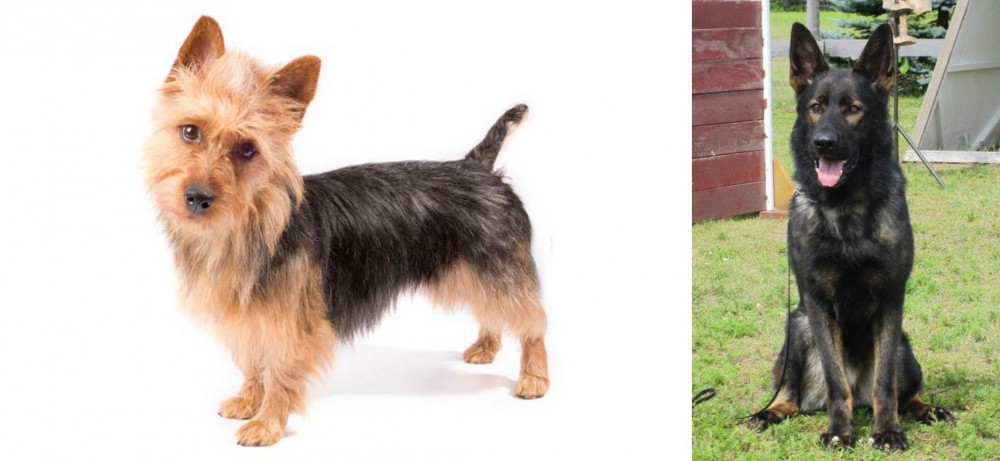 East German Shepherd vs Australian Terrier - Breed Comparison