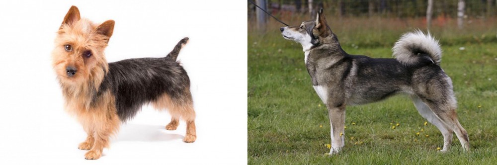 East Siberian Laika vs Australian Terrier - Breed Comparison