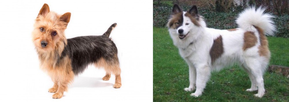 Elo vs Australian Terrier - Breed Comparison