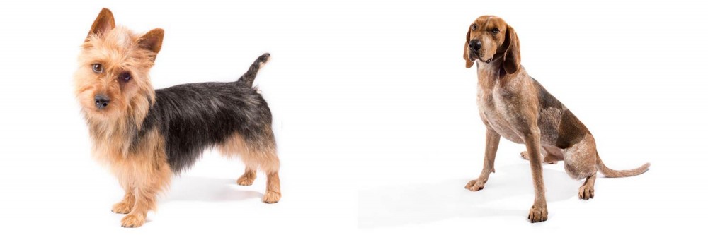 English Coonhound vs Australian Terrier - Breed Comparison