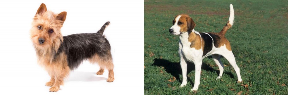 English Foxhound vs Australian Terrier - Breed Comparison