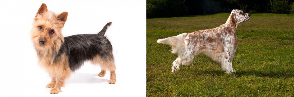 English Setter vs Australian Terrier - Breed Comparison