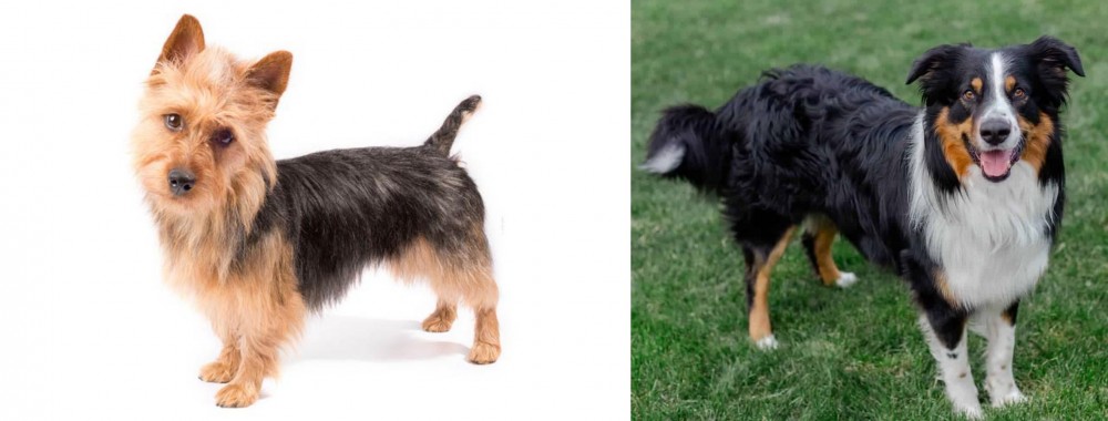 English Shepherd vs Australian Terrier - Breed Comparison