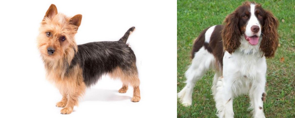 English Springer Spaniel vs Australian Terrier - Breed Comparison