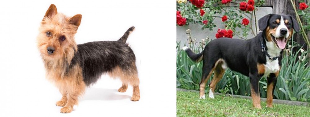 Entlebucher Mountain Dog vs Australian Terrier - Breed Comparison