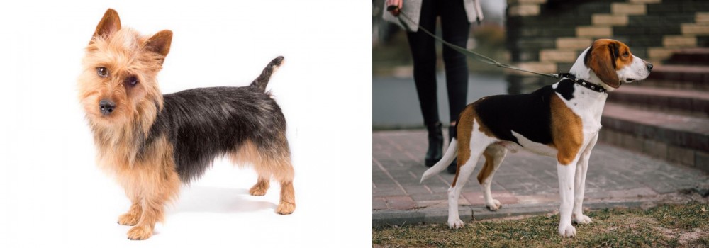 Estonian Hound vs Australian Terrier - Breed Comparison