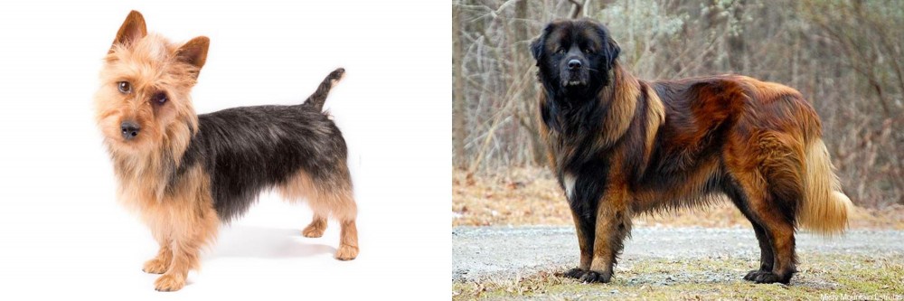 Estrela Mountain Dog vs Australian Terrier - Breed Comparison