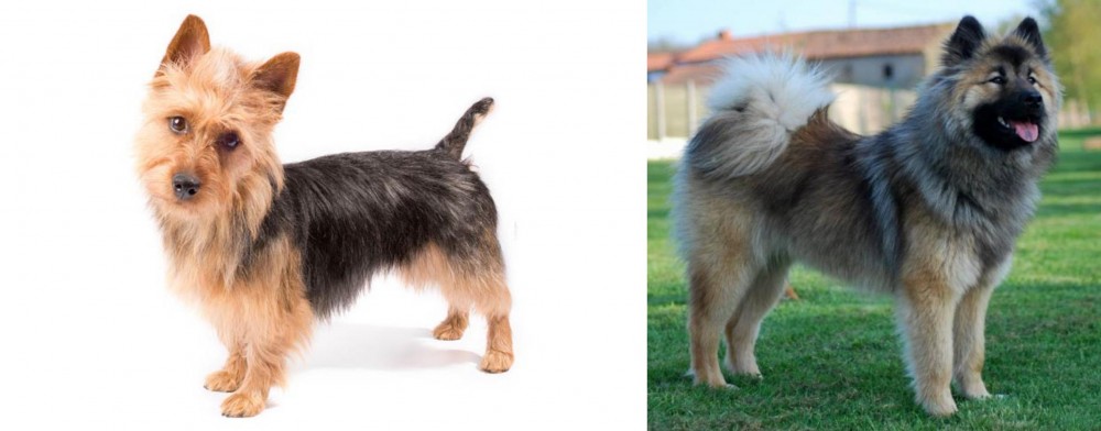 Eurasier vs Australian Terrier - Breed Comparison