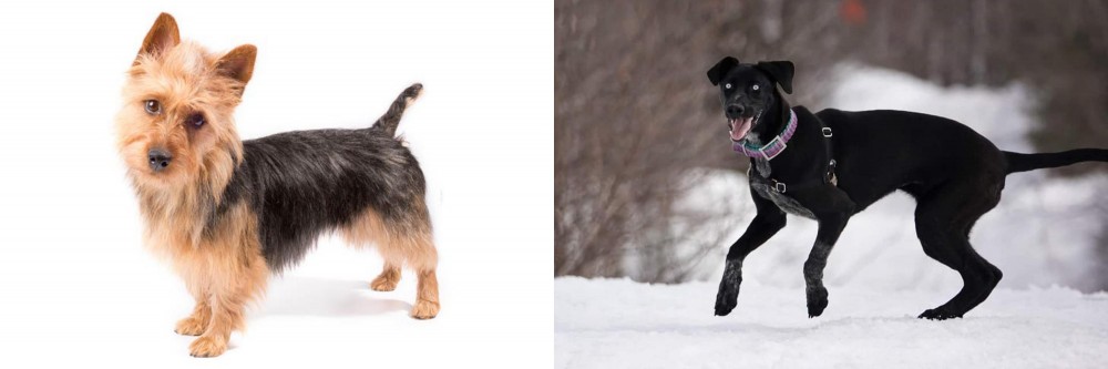 Eurohound vs Australian Terrier - Breed Comparison