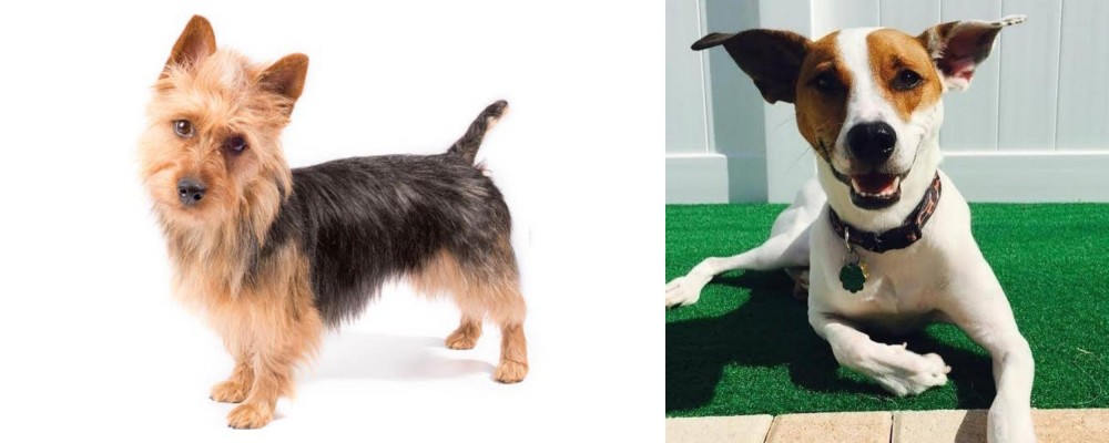 Feist vs Australian Terrier - Breed Comparison