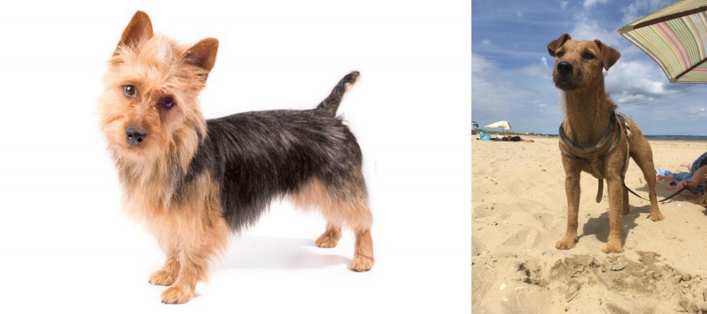 Fell Terrier vs Australian Terrier - Breed Comparison
