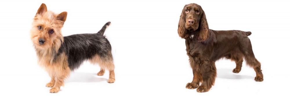 Field Spaniel vs Australian Terrier - Breed Comparison