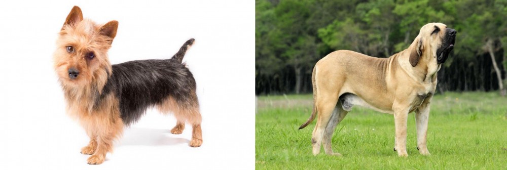 Fila Brasileiro vs Australian Terrier - Breed Comparison