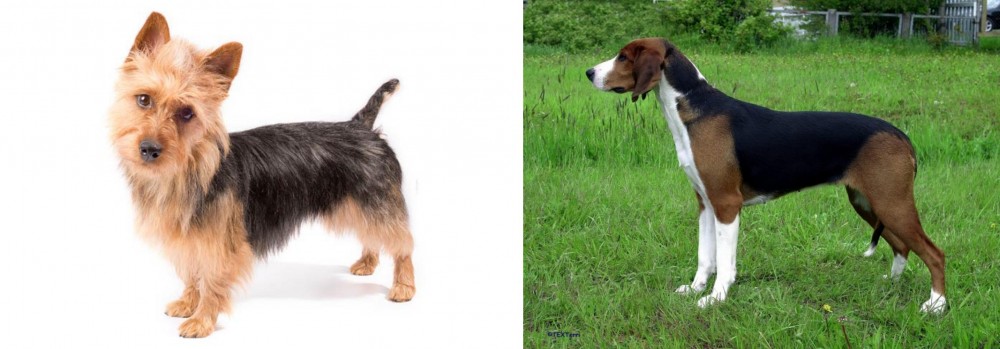 Finnish Hound vs Australian Terrier - Breed Comparison