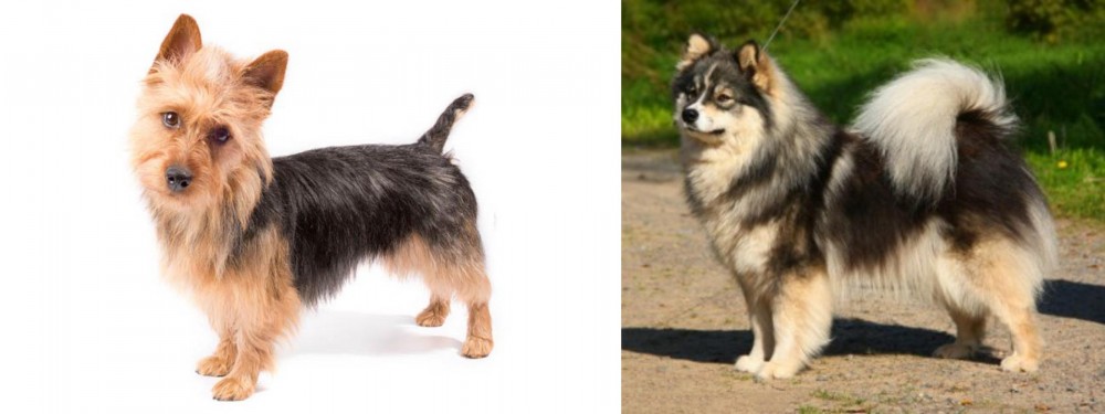 Finnish Lapphund vs Australian Terrier - Breed Comparison