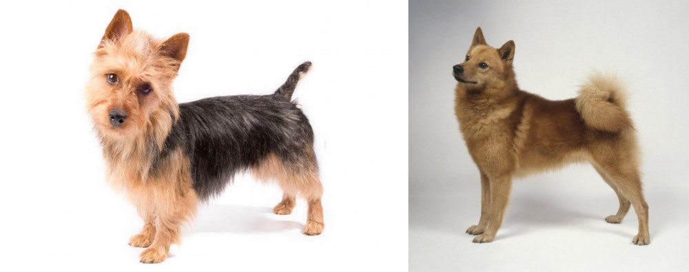 Finnish Spitz vs Australian Terrier - Breed Comparison