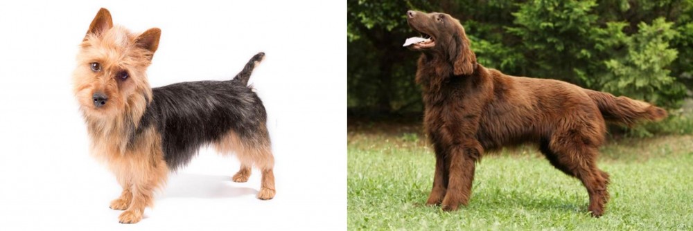 Flat-Coated Retriever vs Australian Terrier - Breed Comparison