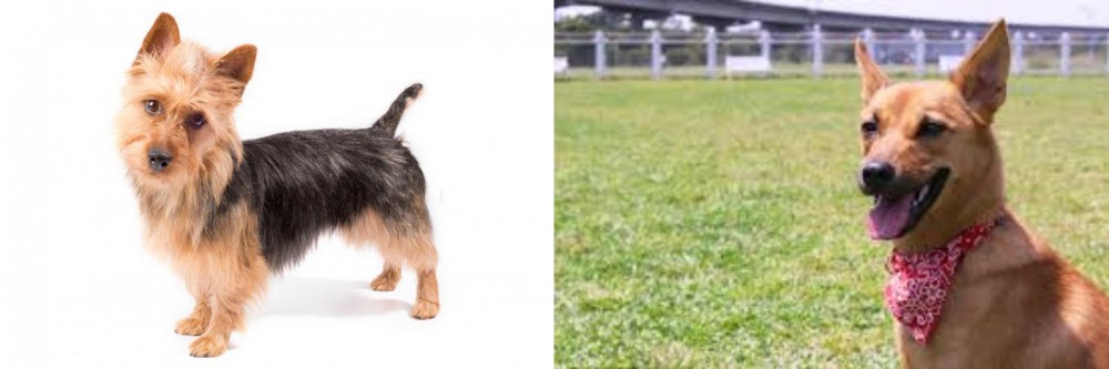 Formosan Mountain Dog vs Australian Terrier - Breed Comparison