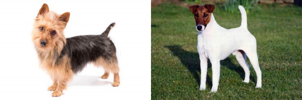 Fox Terrier (Smooth) vs Australian Terrier - Breed Comparison