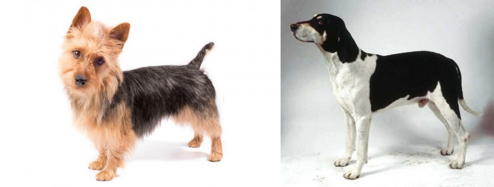 Francais Blanc et Noir vs Australian Terrier - Breed Comparison