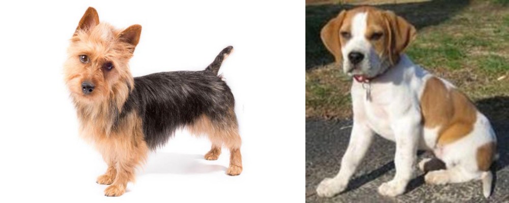 Francais Blanc et Orange vs Australian Terrier - Breed Comparison