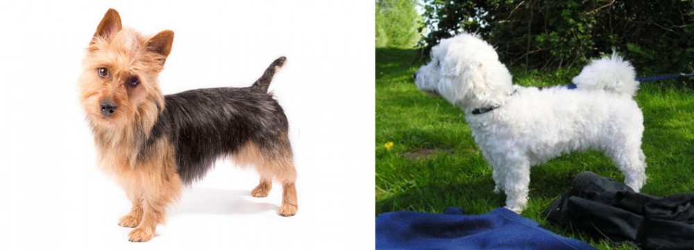 Franzuskaya Bolonka vs Australian Terrier - Breed Comparison