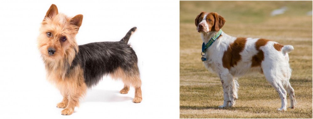 French Brittany vs Australian Terrier - Breed Comparison