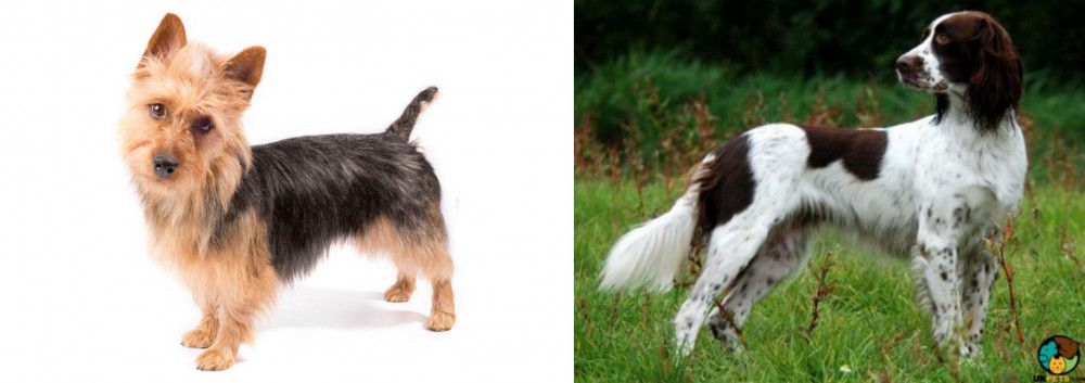 French Spaniel vs Australian Terrier - Breed Comparison